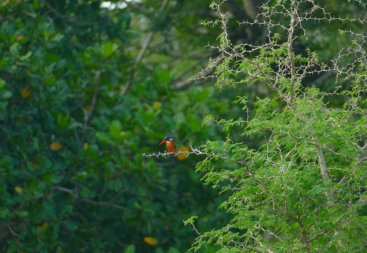 Malachite Kingfisher - sonia villalon