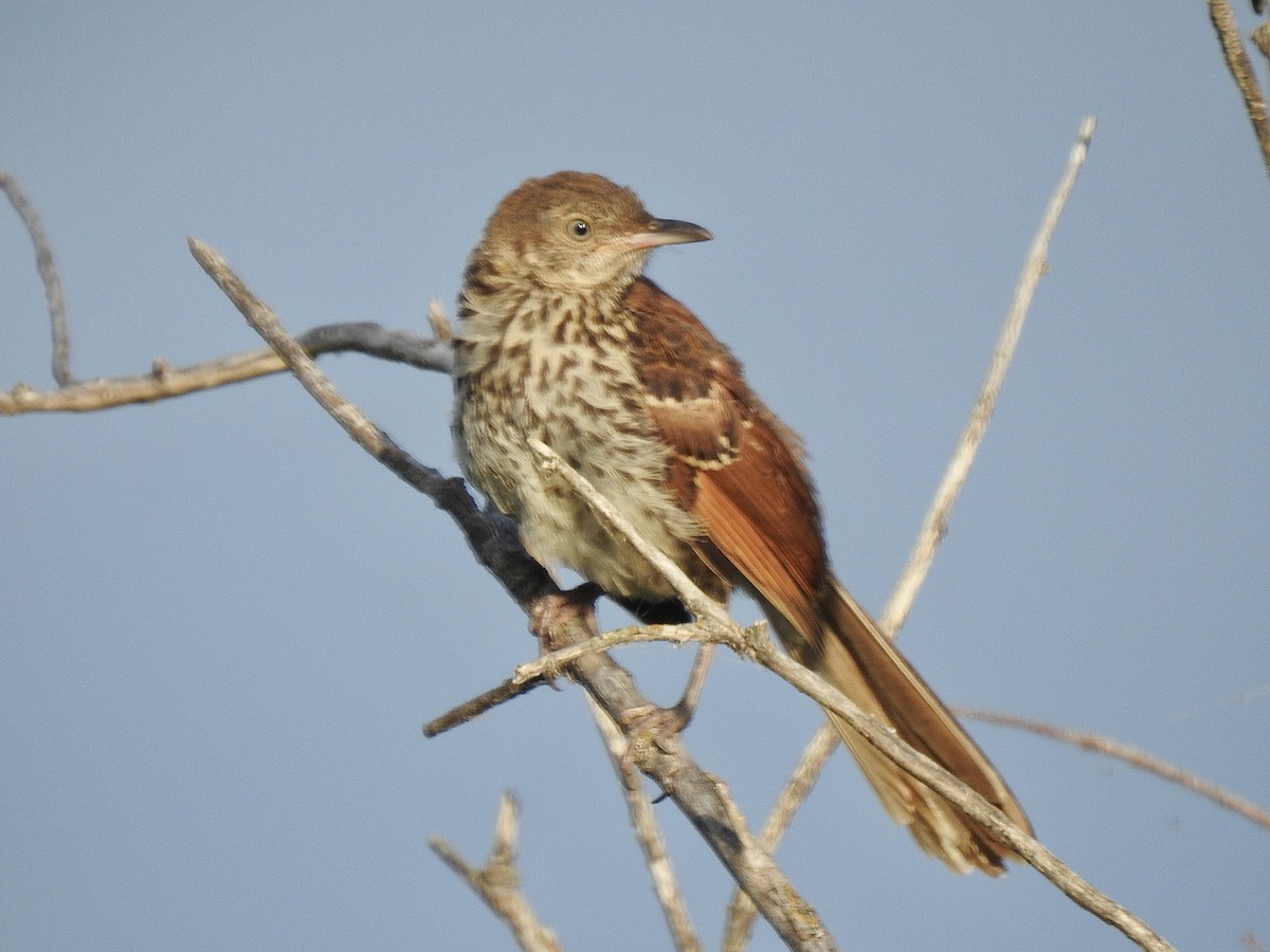 Brown Thrasher - ML611095485