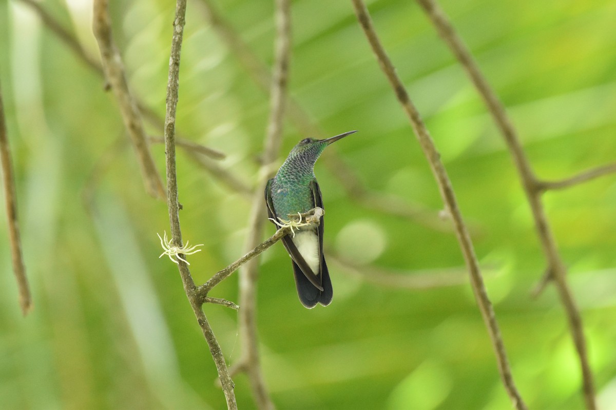 Glittering-throated Emerald - ML611095501