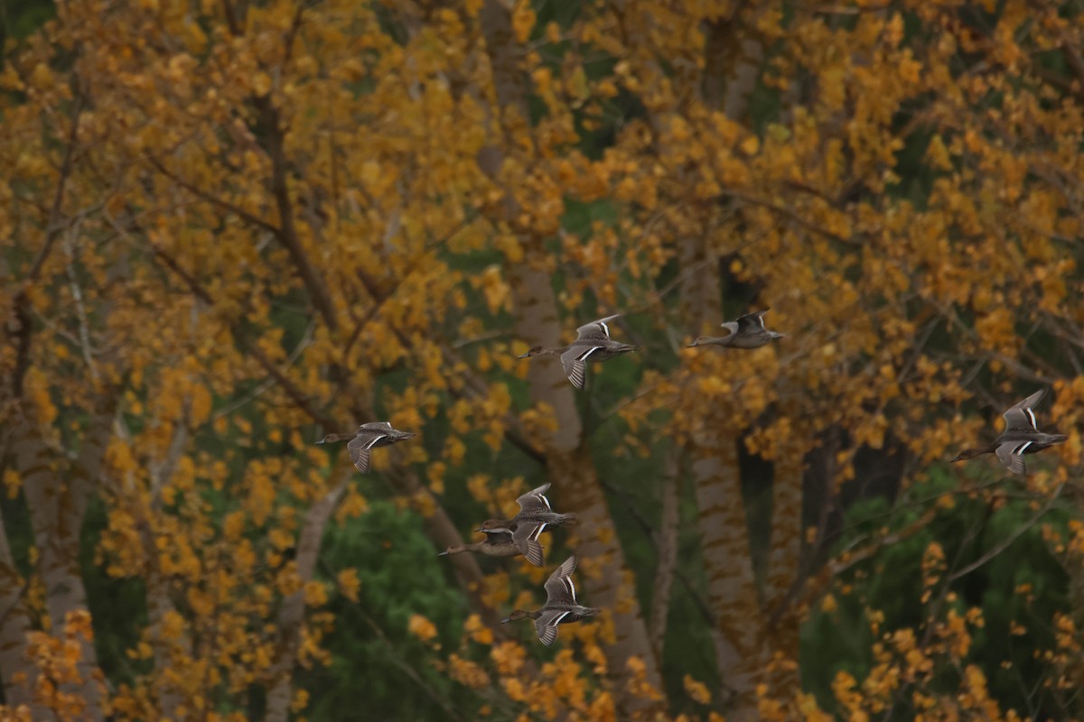 Northern Pintail - ML611095559