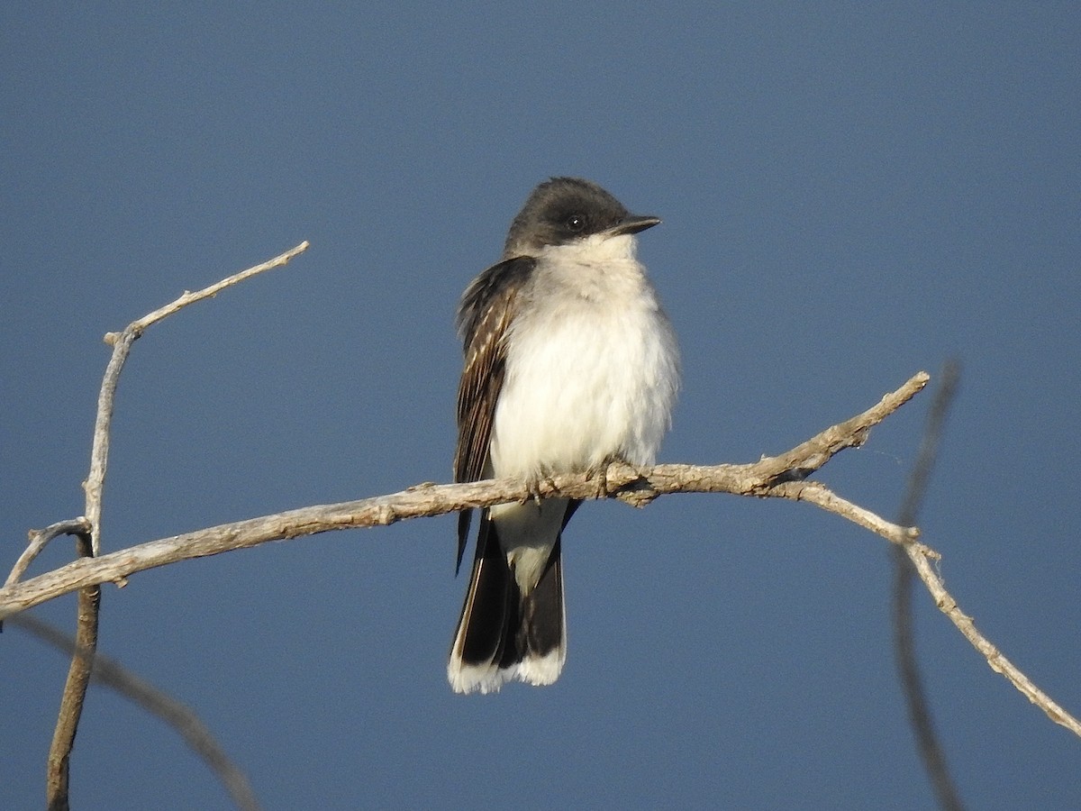Eastern Kingbird - ML611095572
