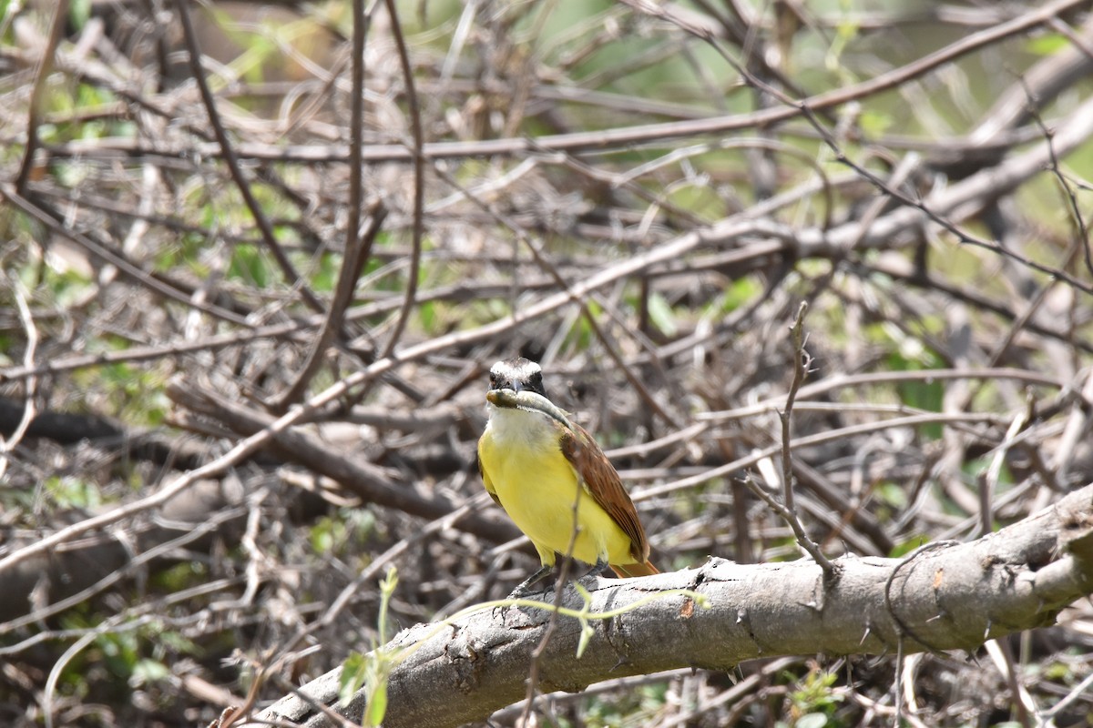Great Kiskadee - ML611095611