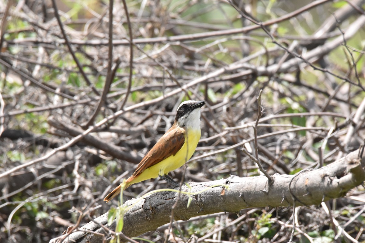 Great Kiskadee - ML611095613