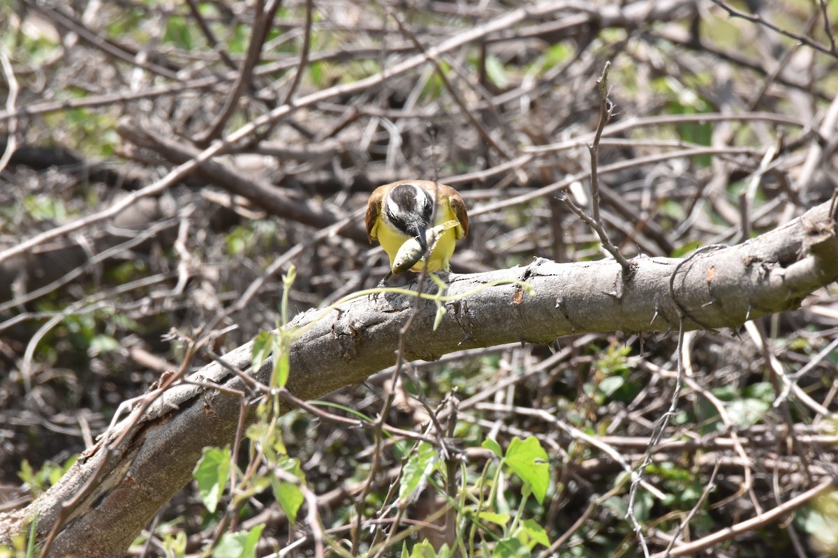 Great Kiskadee - ML611095614