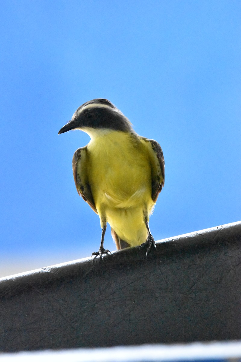 Great Kiskadee - ML611095616