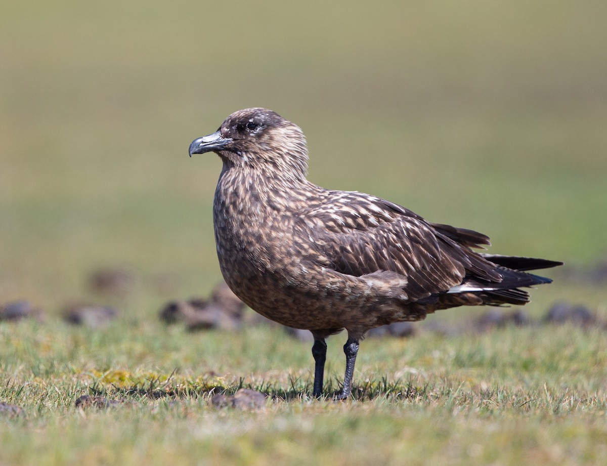 Great Skua - ML611095619