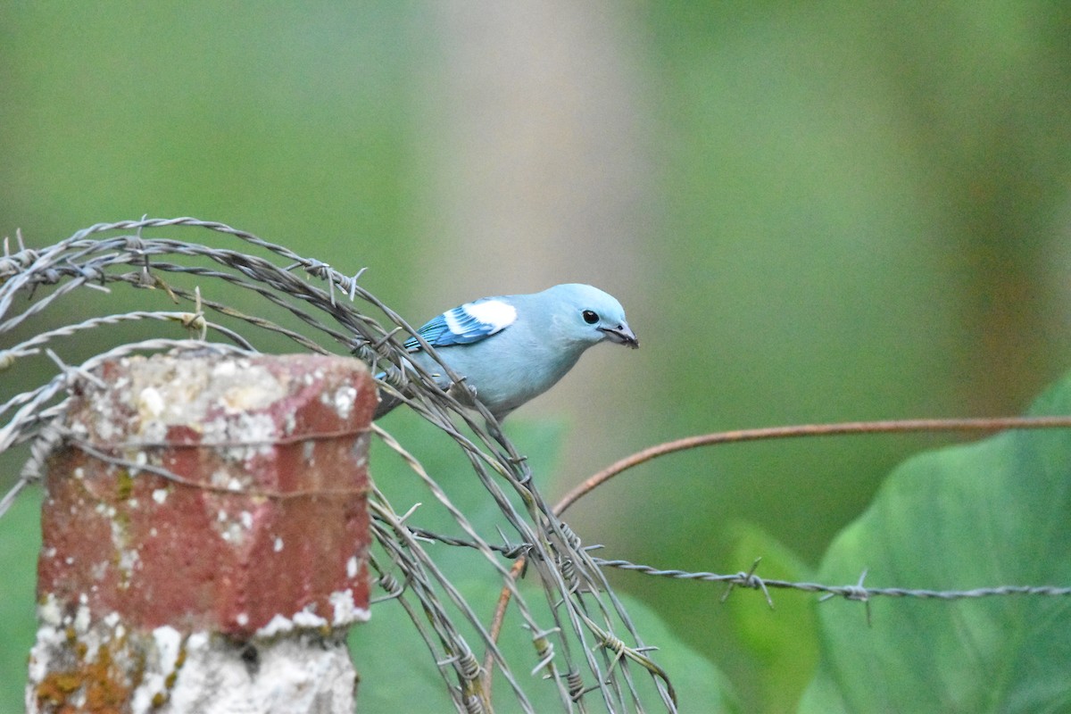 Blue-gray Tanager - ML611095636