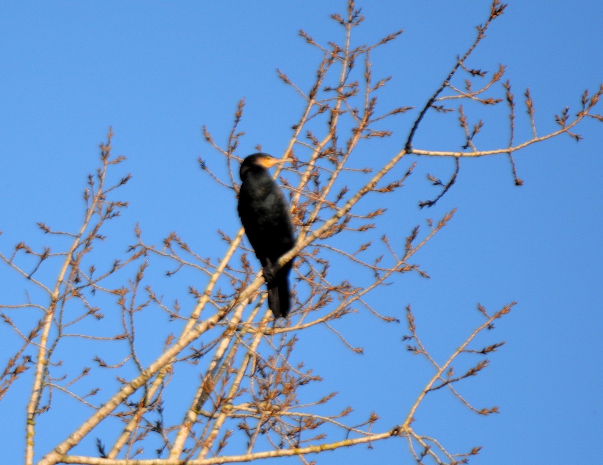 Great Cormorant - ML611095667