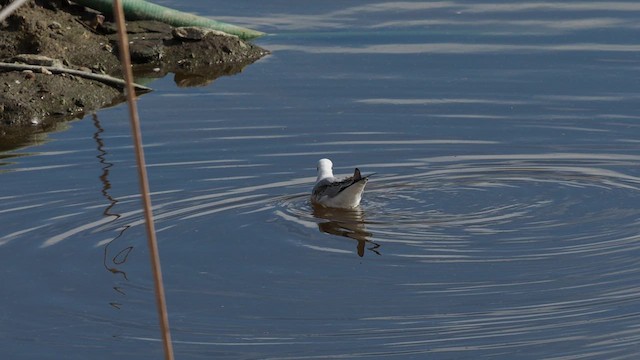 Mouette de Bonaparte - ML611095679