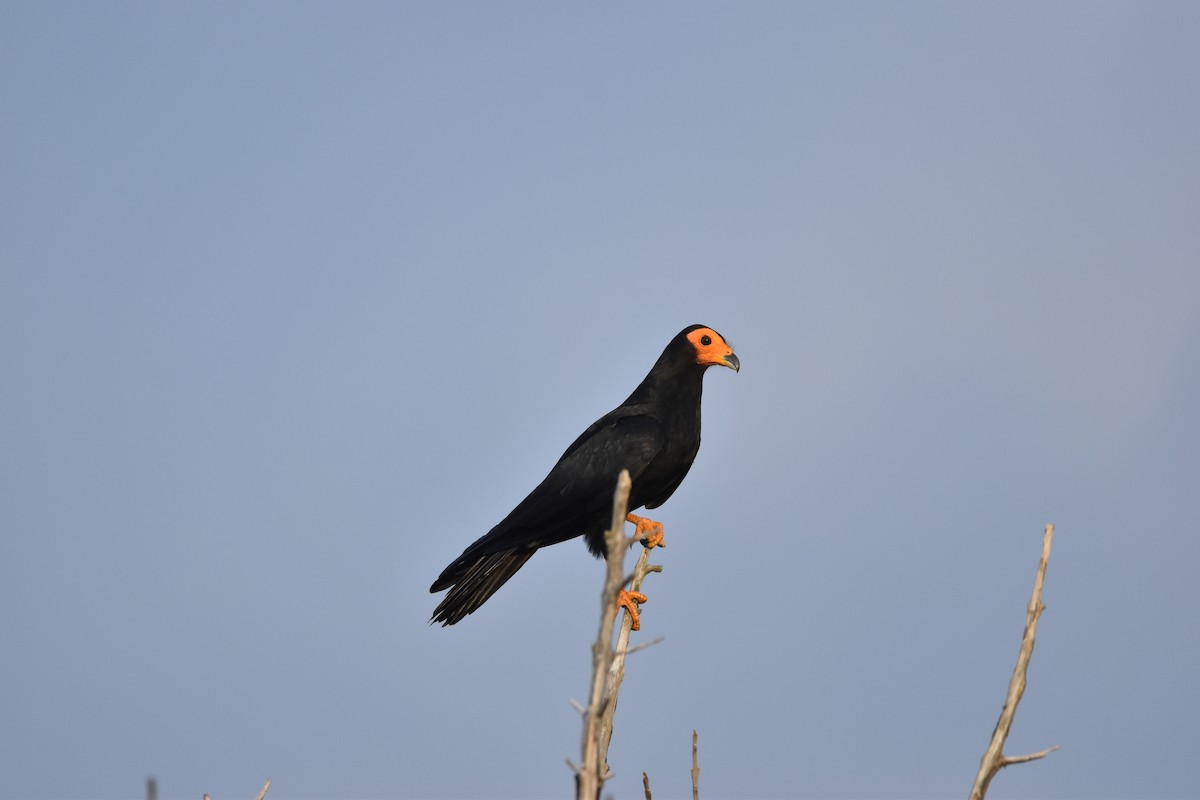 Black Caracara - ML611095702