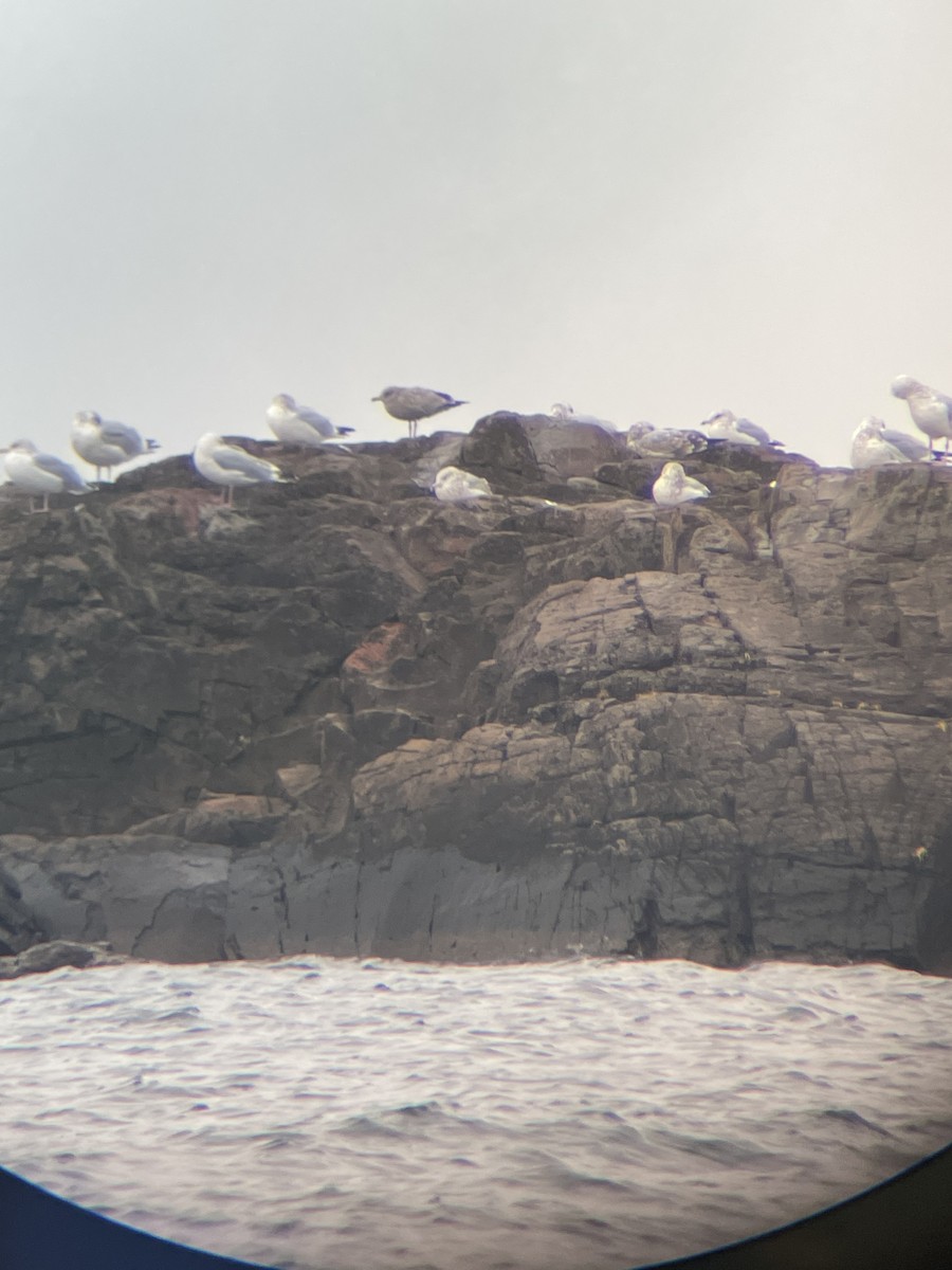 gull sp. - Brendan Leddy