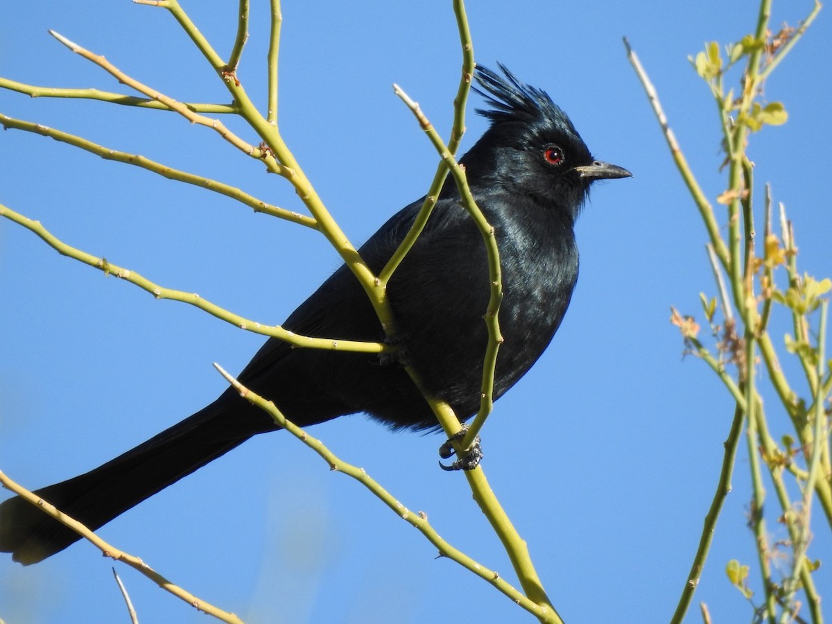 Phainopepla - ML611095772