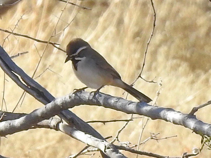 Black-throated Sparrow - ML611095780