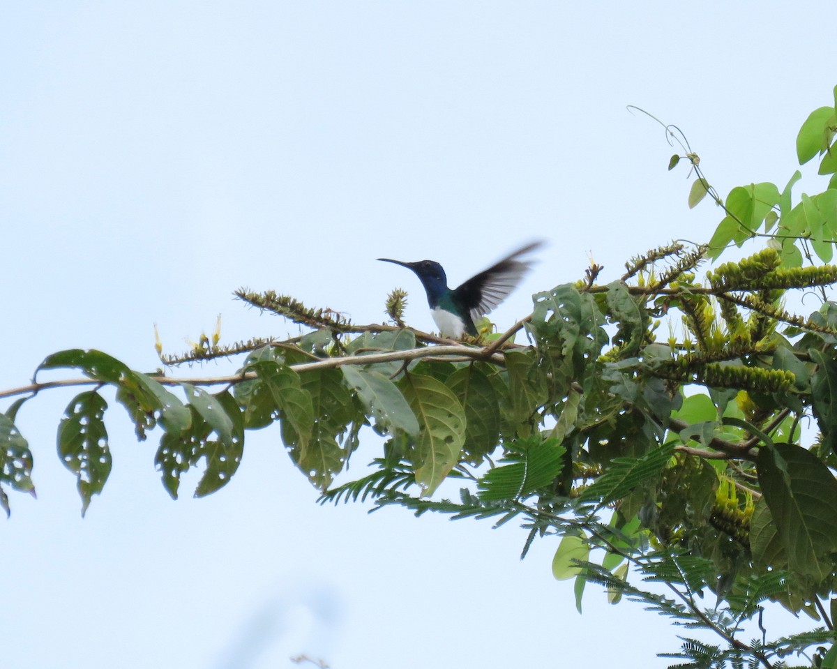 Colibrí Nuquiblanco - ML611095812