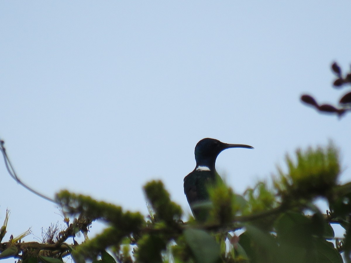 Colibrí Nuquiblanco - ML611095814