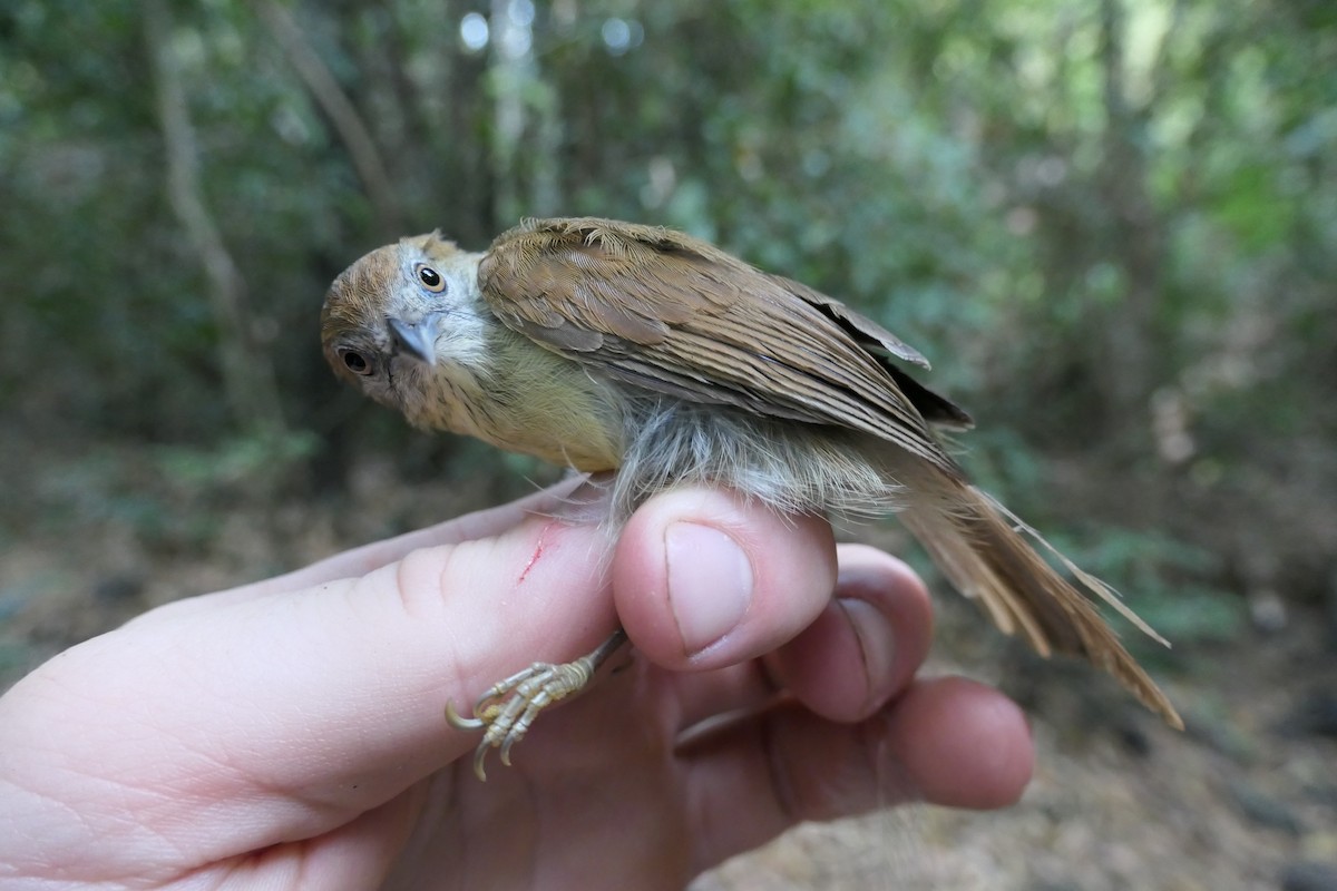 Gray-faced Tit-Babbler - ML611095837