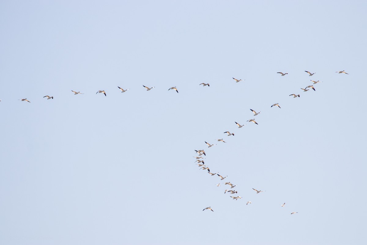 Snow Goose - Denise LaPerriere