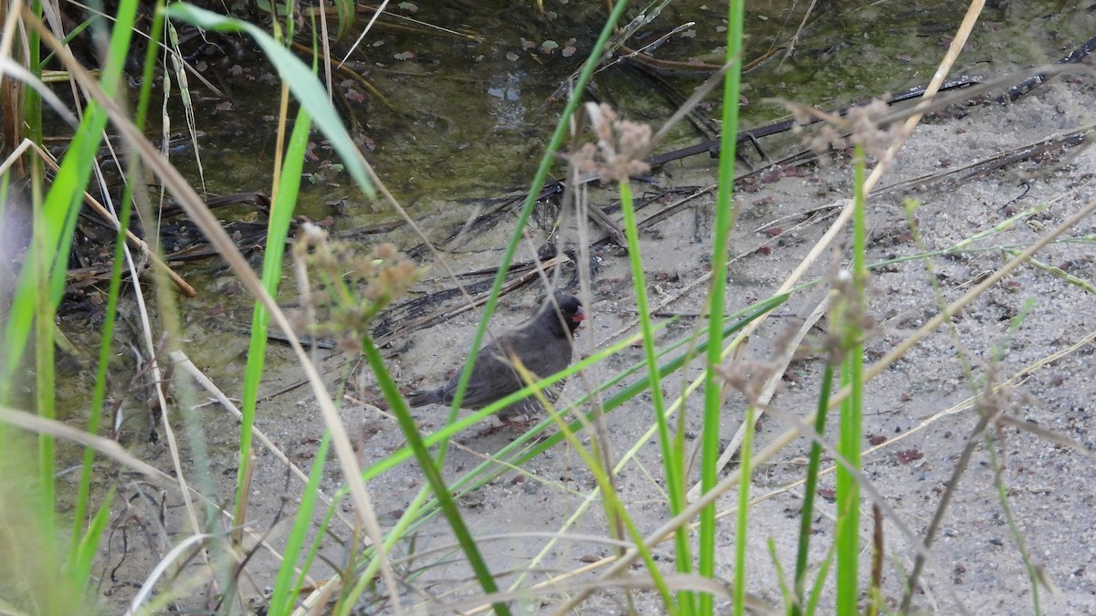 Quailfinch (Black-faced) - ML611095986