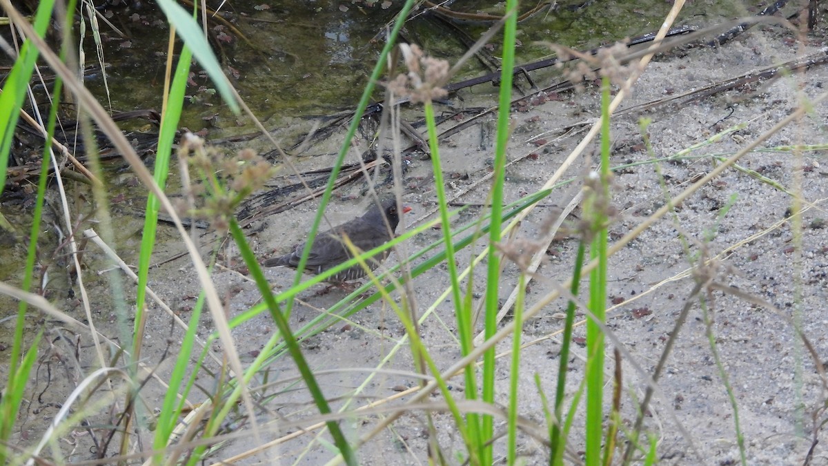 Quailfinch (Black-faced) - ML611095990