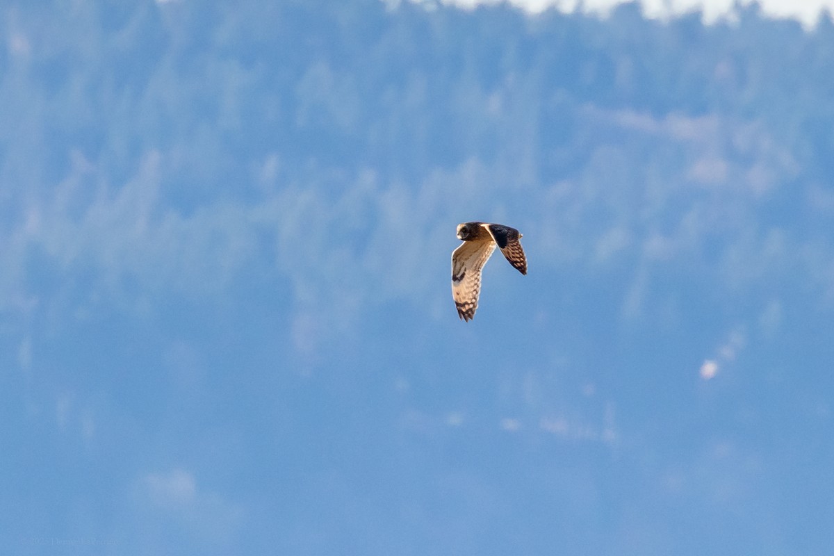 Short-eared Owl - ML611095992