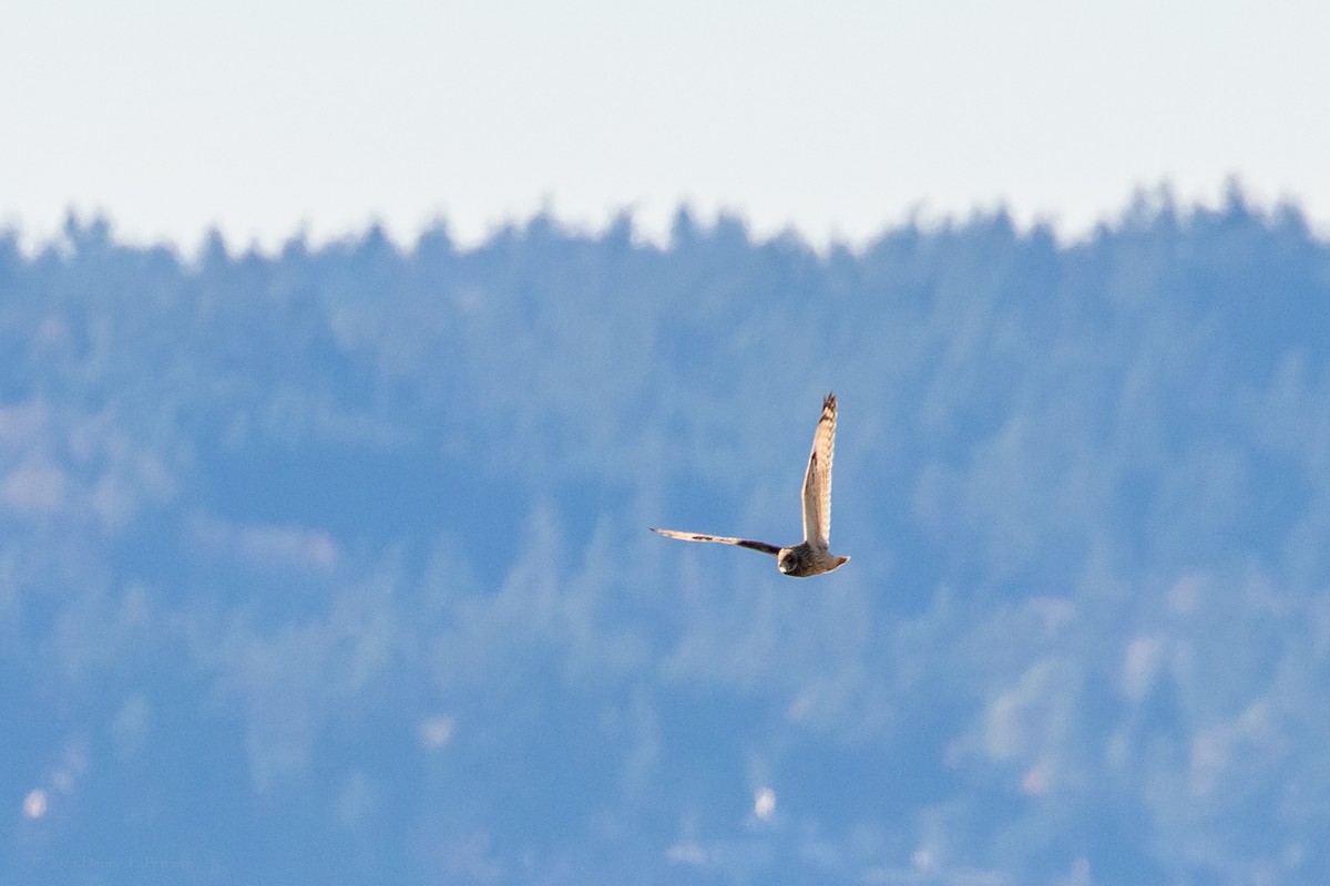 Short-eared Owl - ML611095993