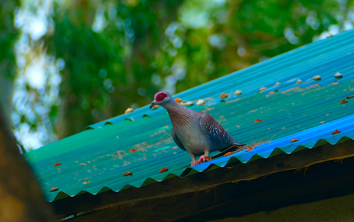 Speckled Pigeon - sonia villalon