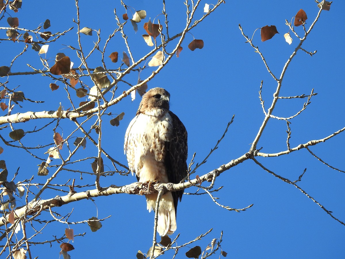 Red-tailed Hawk - ML611096025
