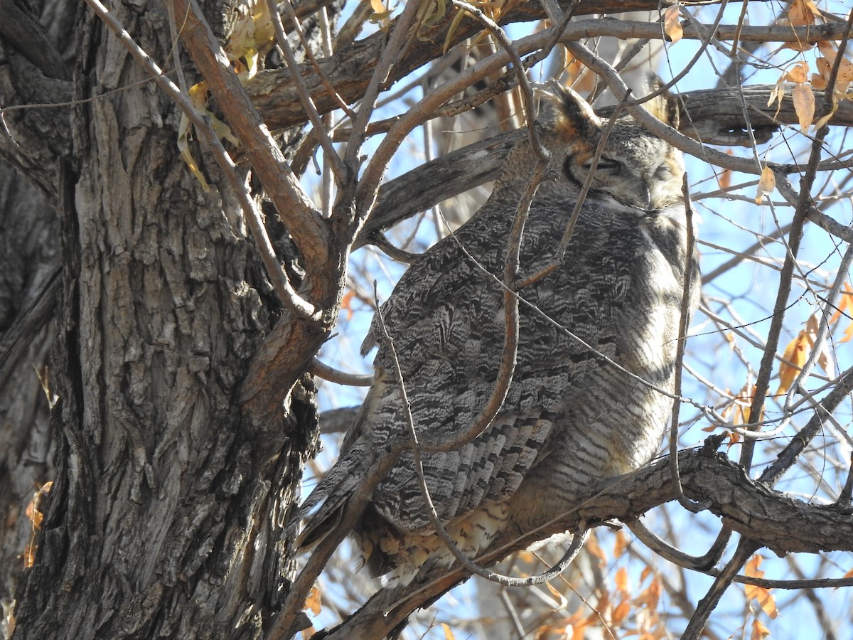 Great Horned Owl - ML611096029