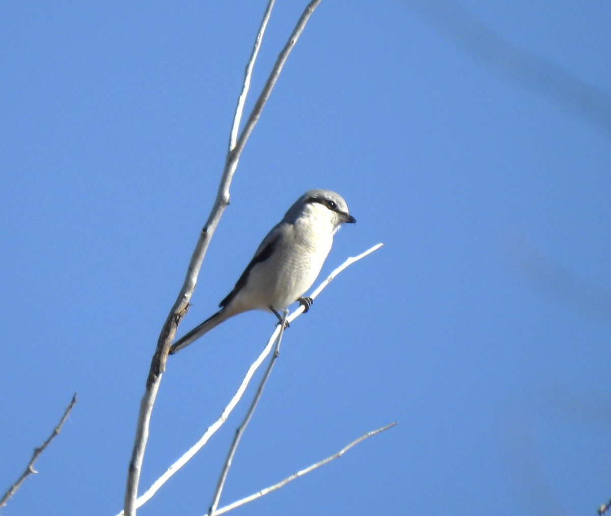 Northern Shrike - ML611096039