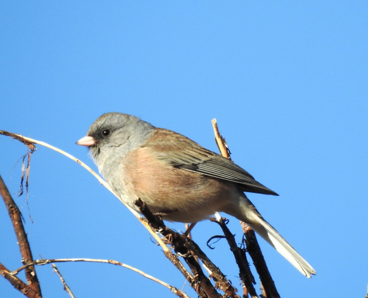 Dark-eyed Junco (Pink-sided) - ML611096051