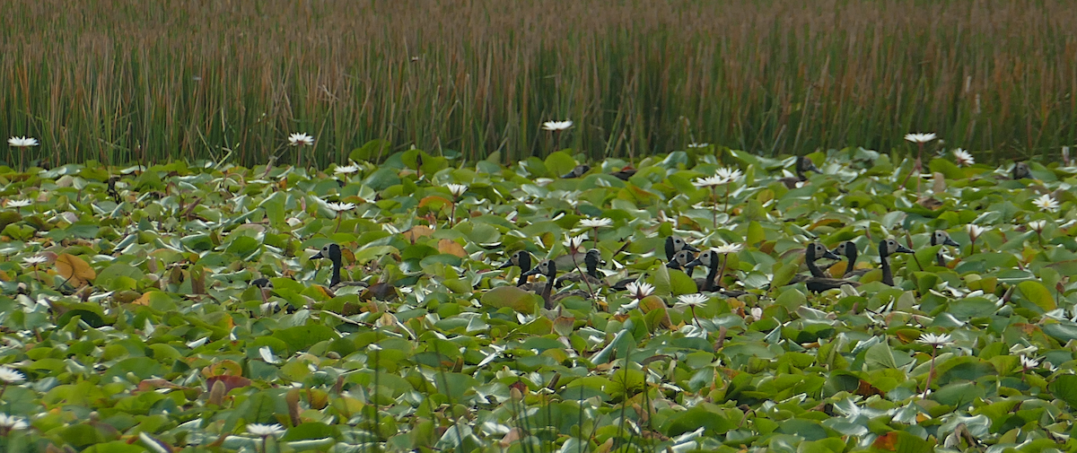 White-faced Whistling-Duck - sonia villalon