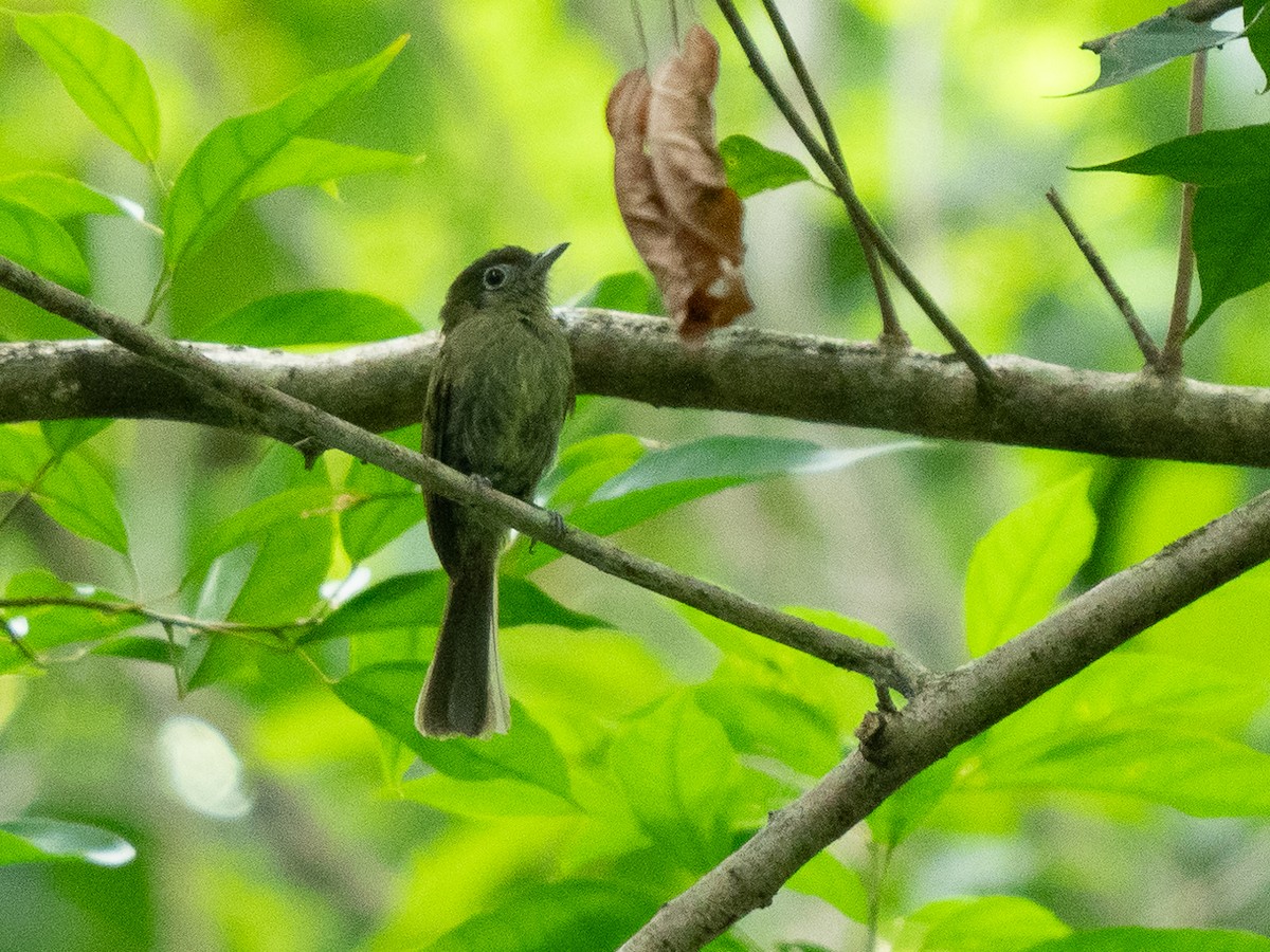 Eye-ringed Flatbill - ML611096156