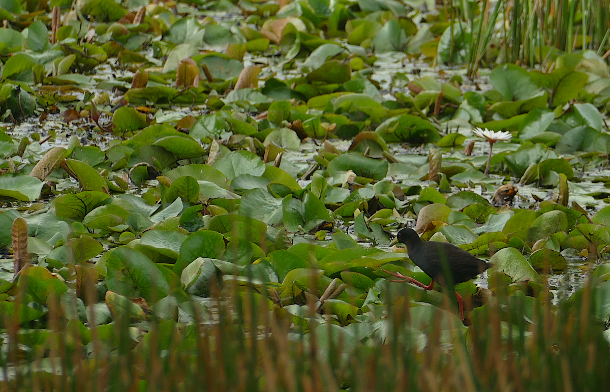 Polluela Negra Africana - ML611096165