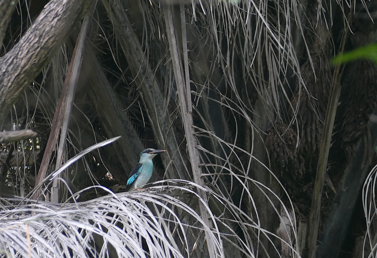 Blue-breasted Kingfisher - sonia villalon