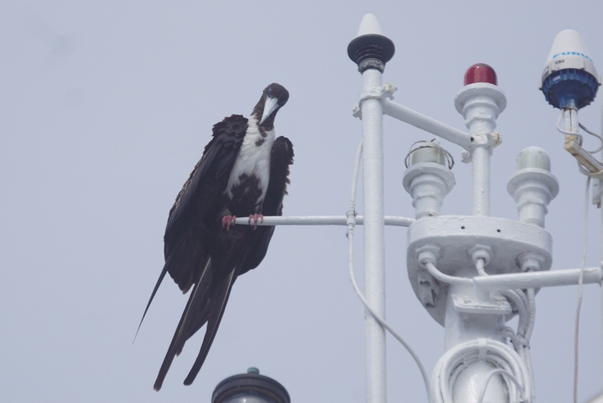 Magnificent Frigatebird - ML611096192