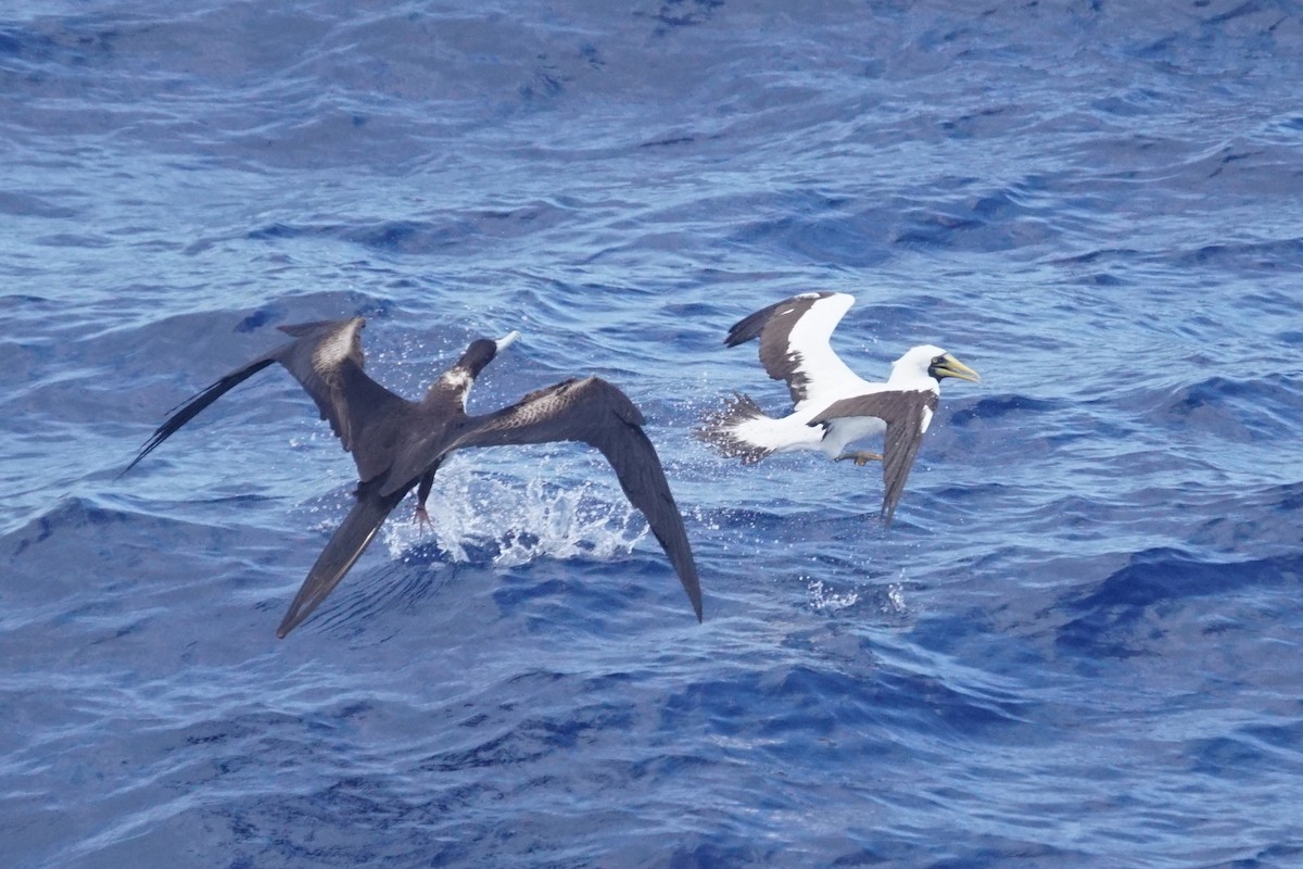 Magnificent Frigatebird - ML611096194