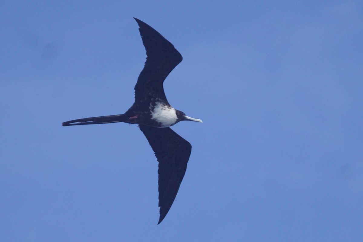 Magnificent Frigatebird - ML611096196