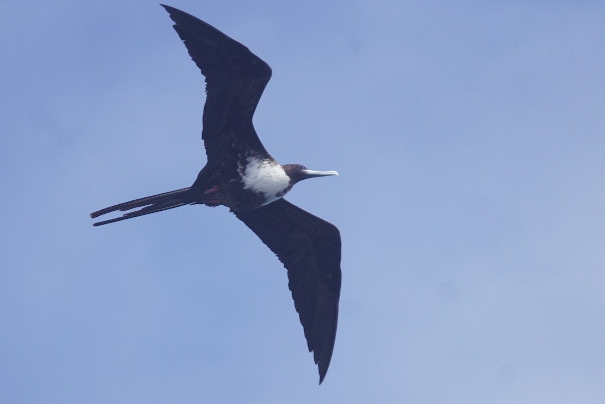 Magnificent Frigatebird - ML611096197