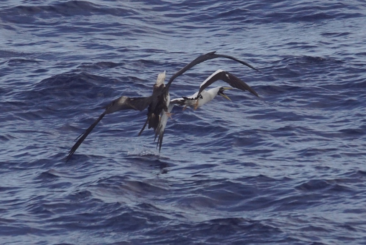 Magnificent Frigatebird - ML611096209