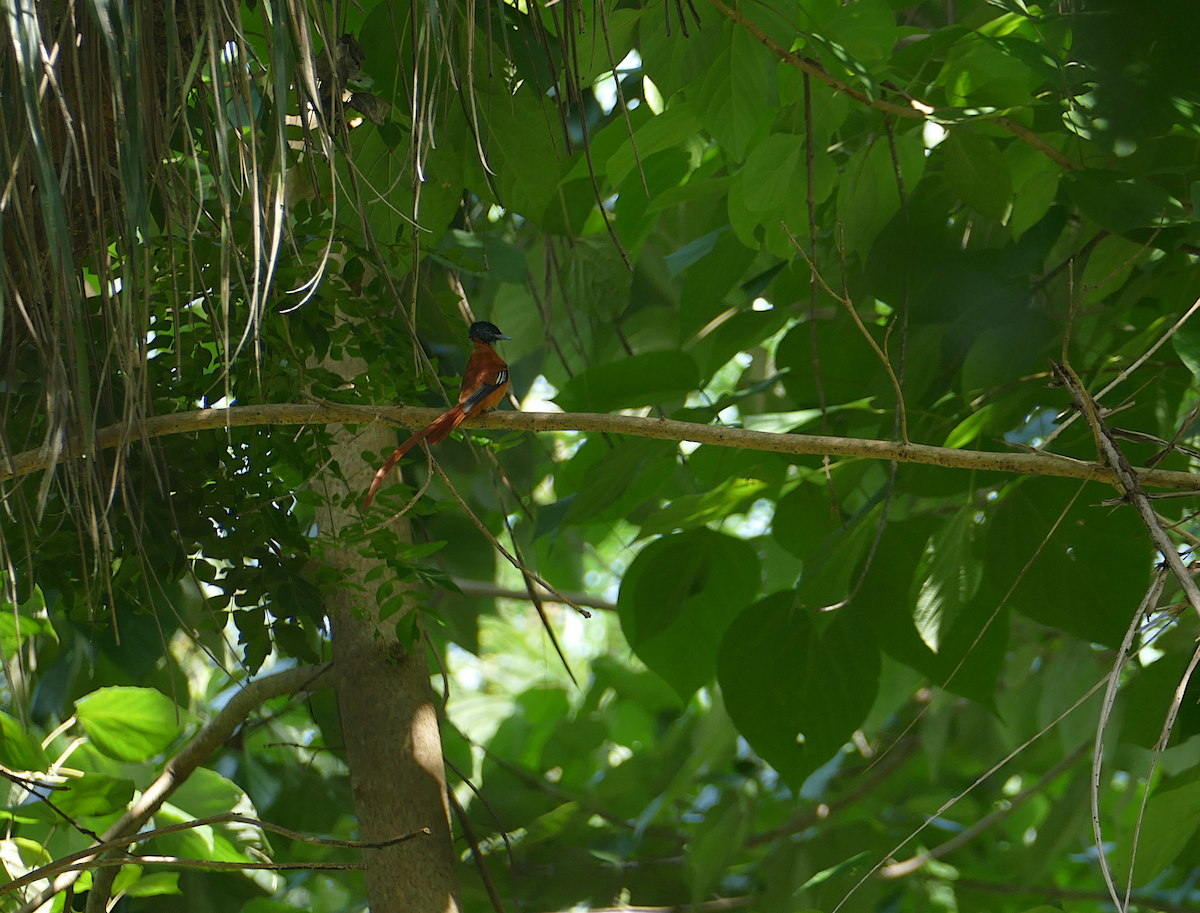 Black-headed Paradise-Flycatcher - ML611096230