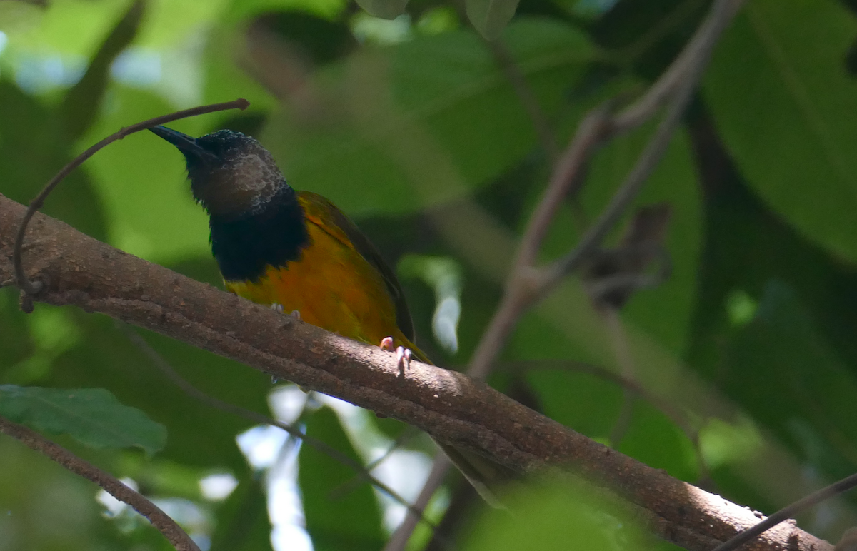 Oriole Warbler - sonia villalon