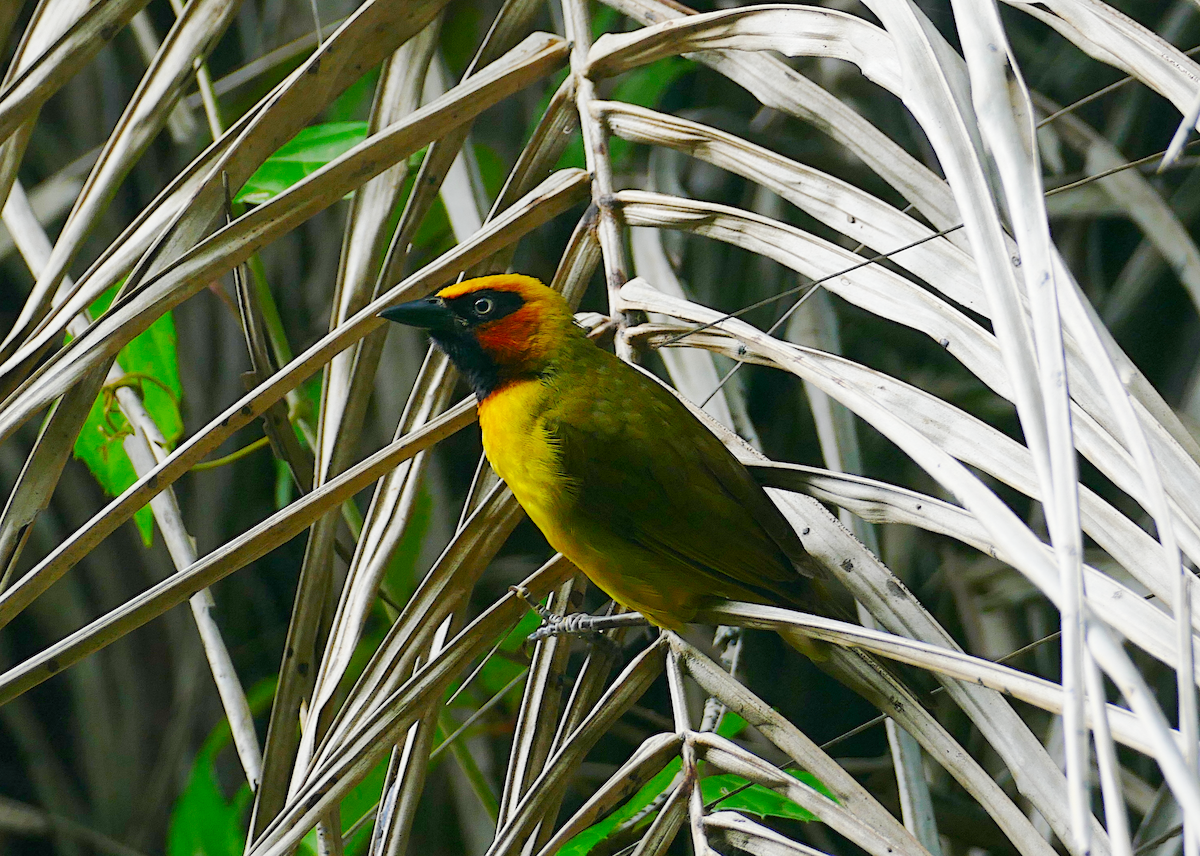 Olive-naped Weaver - sonia villalon