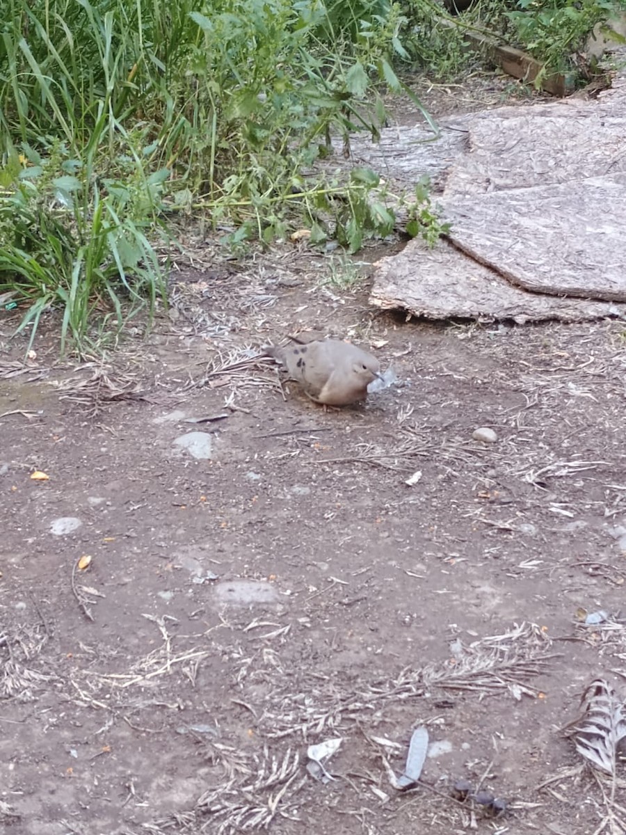 Eared Dove - ML611096287