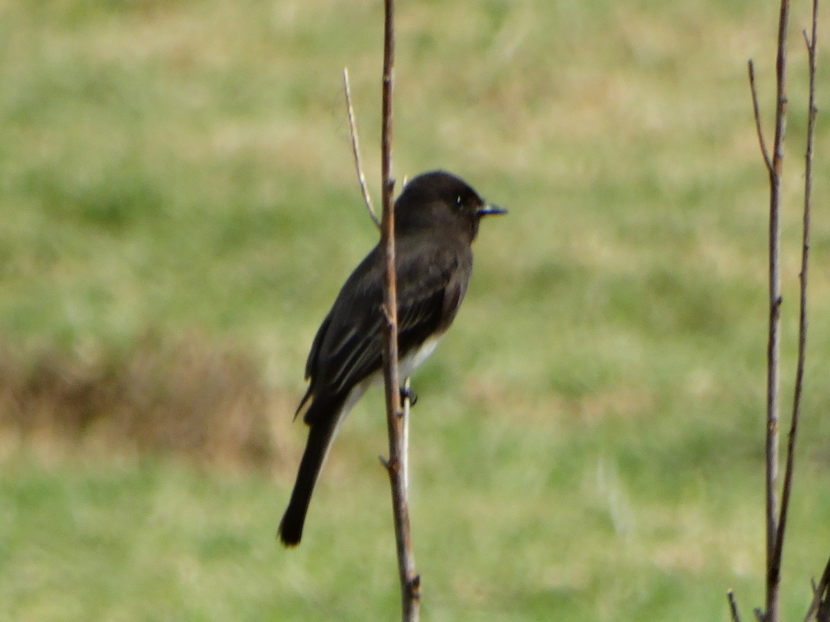 Black Phoebe - Mauricio Ruvalcaba