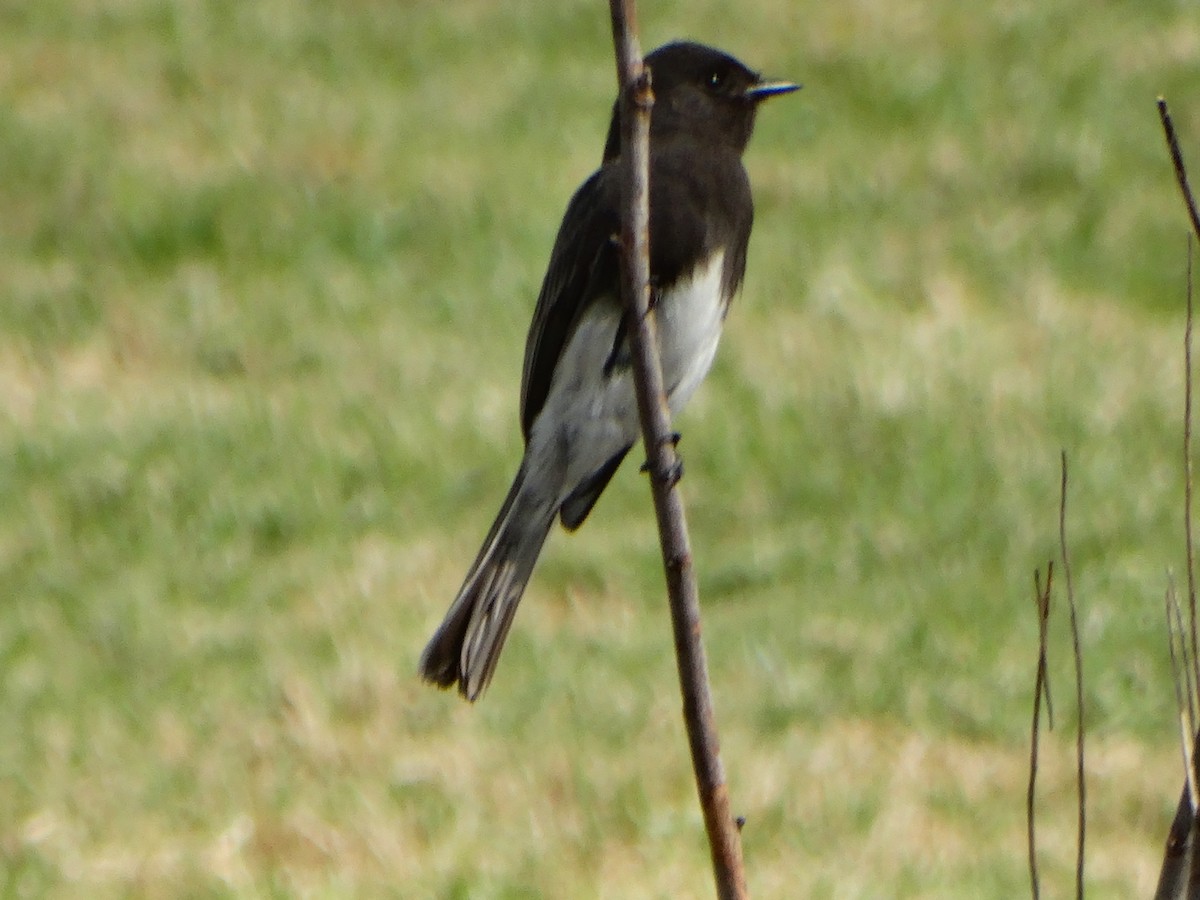 Black Phoebe - ML611096297