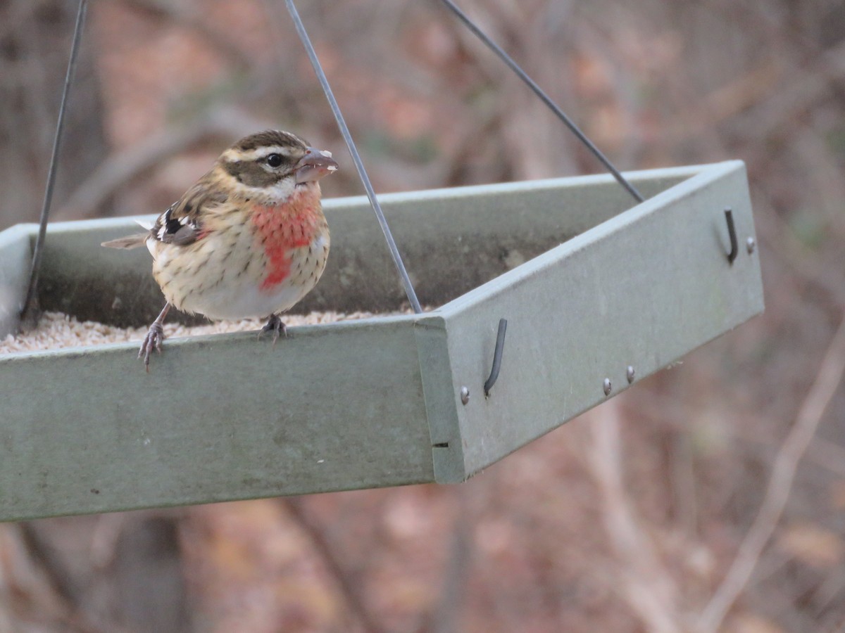 Rose-breasted Grosbeak - ML611096343