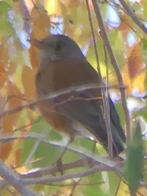 Rufous-backed Robin - ML611096399