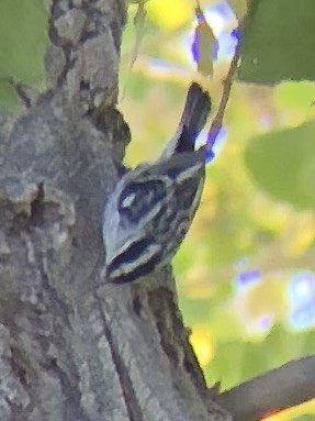 Black-and-white Warbler - ML611096406