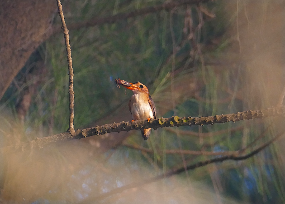 African Pygmy Kingfisher - sonia villalon