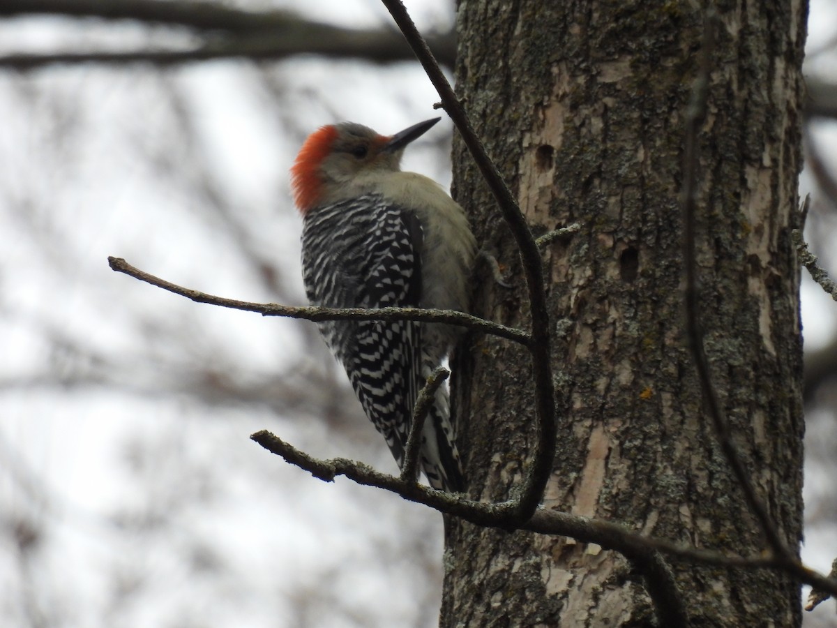 Red-bellied Woodpecker - ML611096501